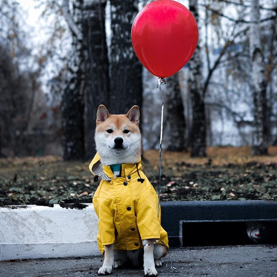 Waterproof Reflective Raincoat for Dogs